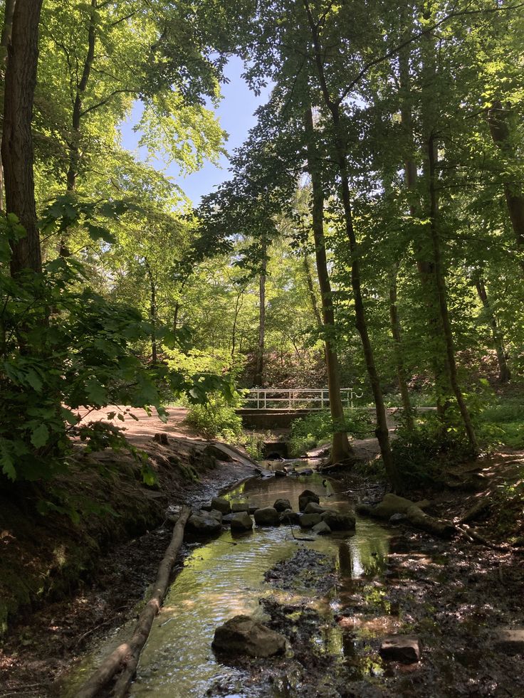 a small stream running through a forest filled with lots of green trees and rocks under a bridge