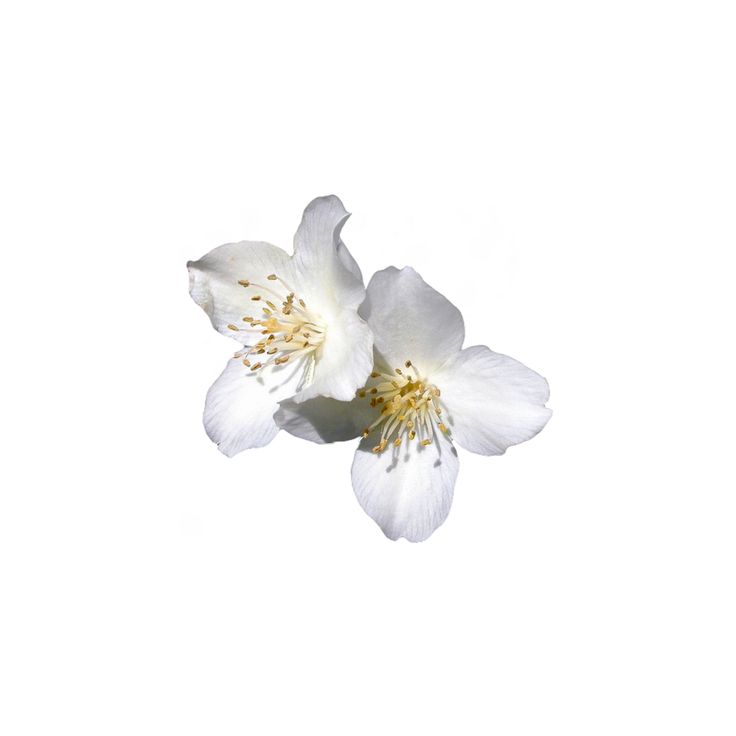 two white flowers on a white background