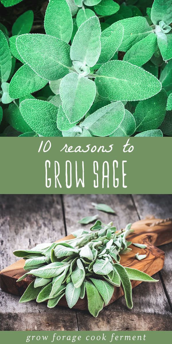 some green leaves on top of a wooden board with the words 10 reasons to grow sage