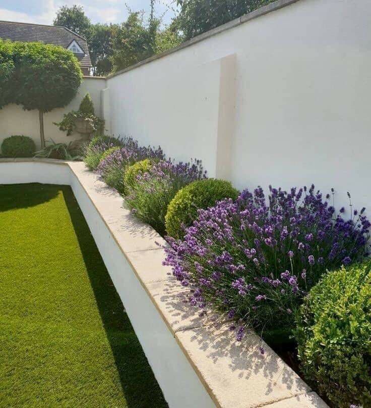 some purple flowers are growing in the corner of a white walled garden area with green grass