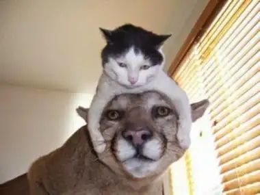 a cat is sitting on top of a dog's head