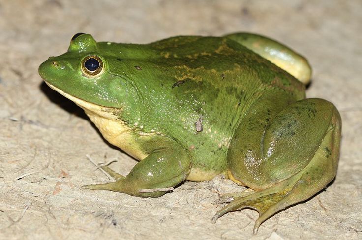 a green frog is sitting on the ground