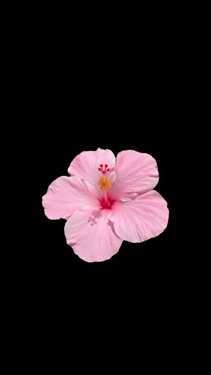 a pink flower is in the middle of a black background with space for an image