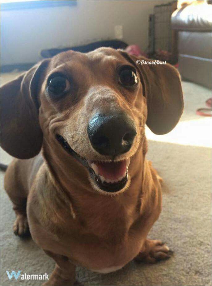 a brown dachshund sitting on the floor with its mouth open and tongue out