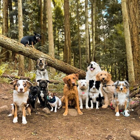 a group of dogs sitting on top of a forest floor