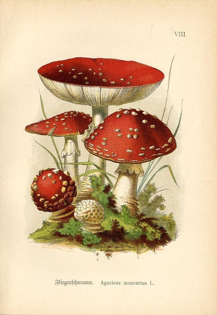 three red mushrooms with white dots on them