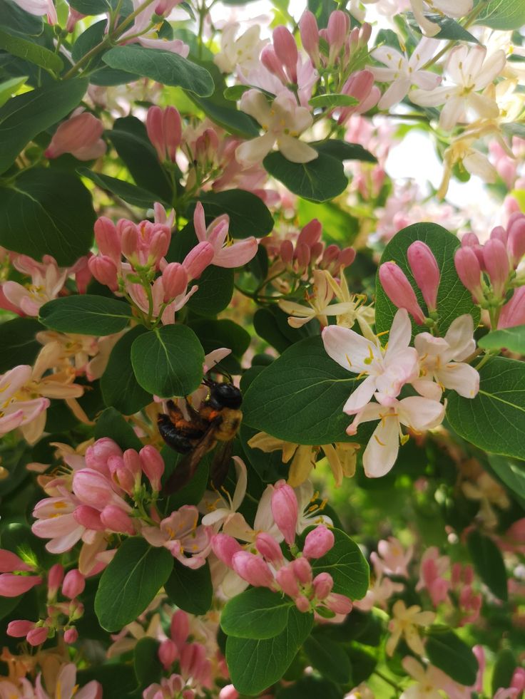 pink and white flowers are blooming on the tree