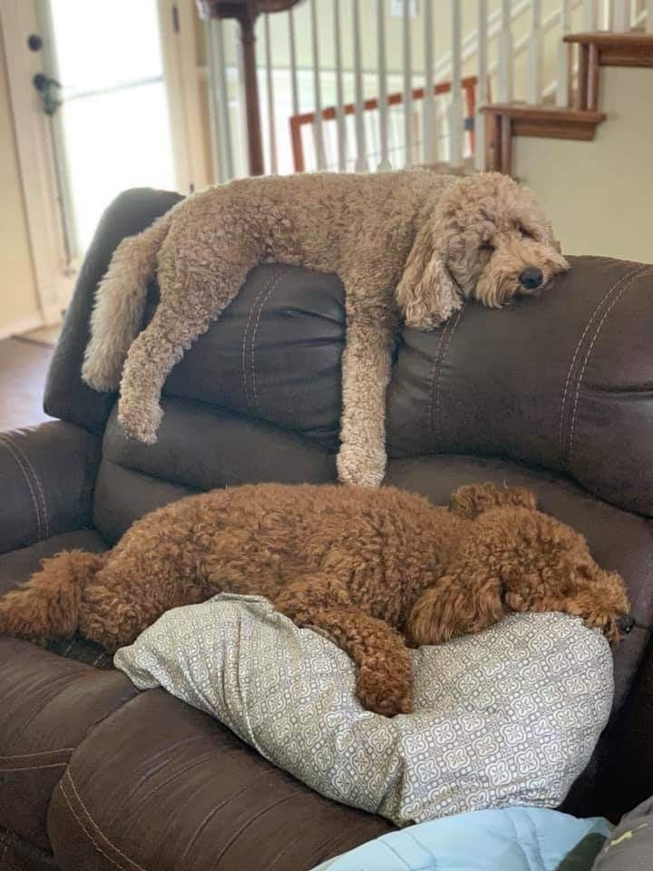 two poodles are sleeping on the back of a couch