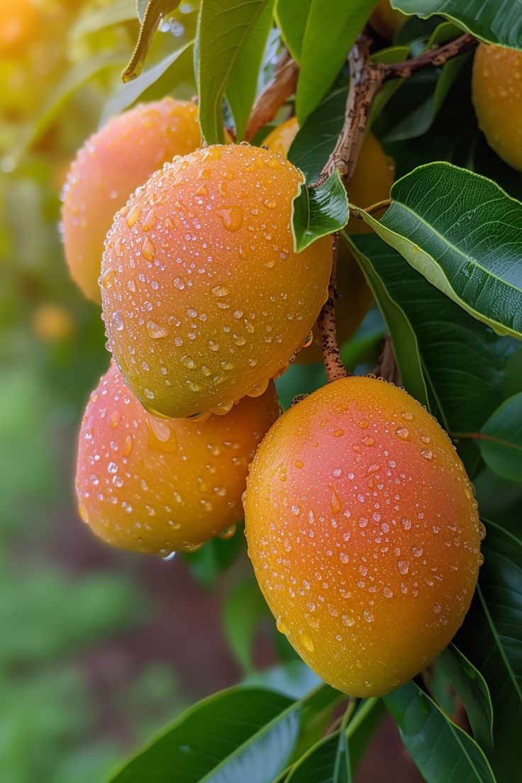 some oranges hanging from a tree with water droplets on them