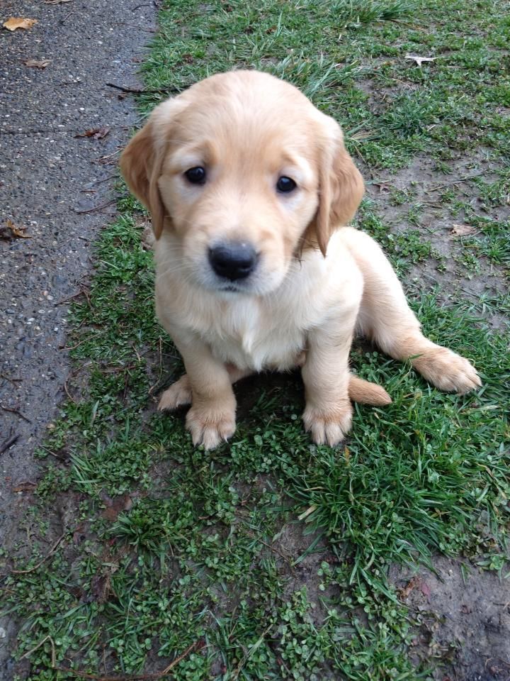 a puppy sitting on the grass looking at the camera