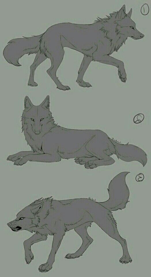 three wolfs are shown in different positions