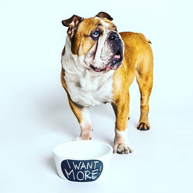 a brown and white dog standing next to a bowl that says want more on it