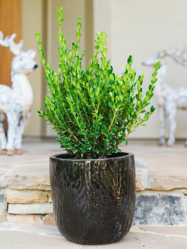 a potted plant sitting on top of a stone floor next to a deer statue