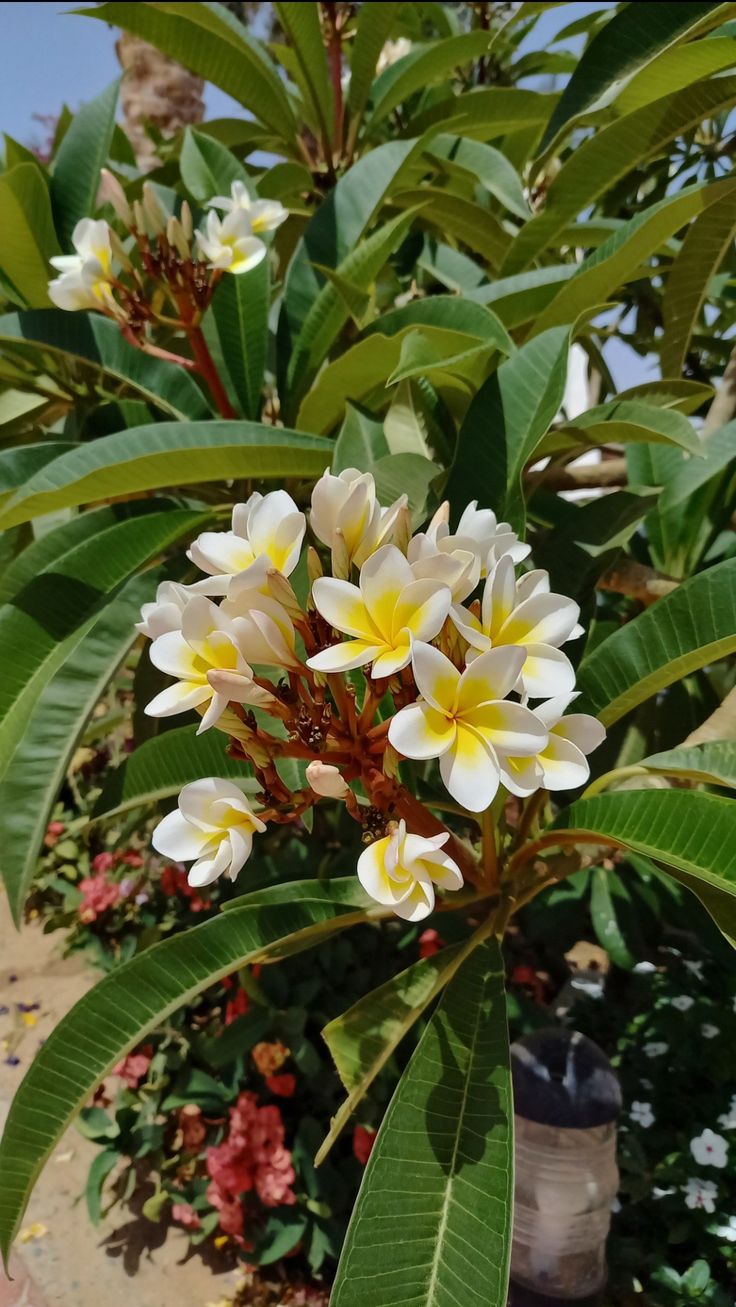 some white and yellow flowers on a tree