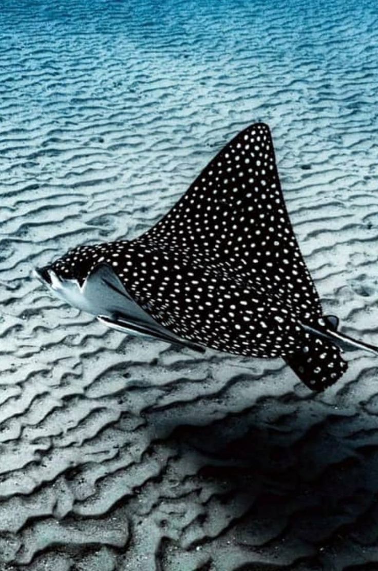 a black and white spotted object floating on top of sand in the ocean with blue water behind it