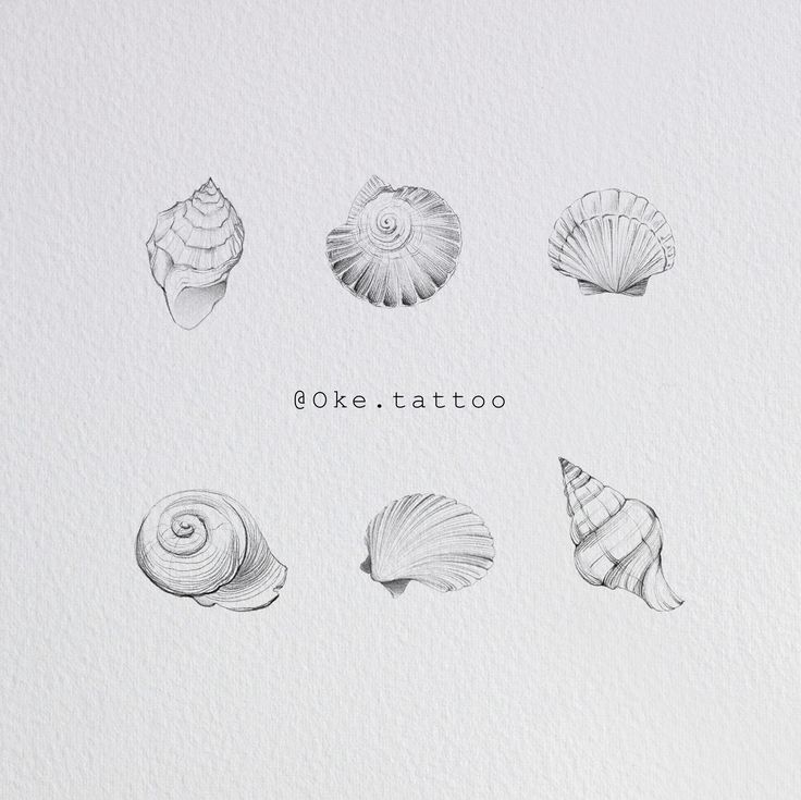 six different seashells are shown in black and white, with the word ok tattoo above them