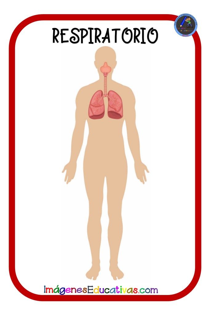 the human body and lungs with caption for respiratorio, in spanish