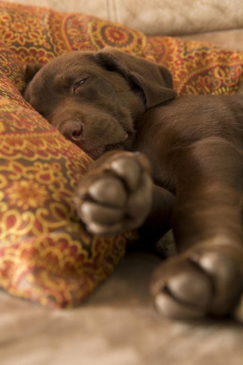 a brown dog laying on top of a couch next to a yellow and red pillow