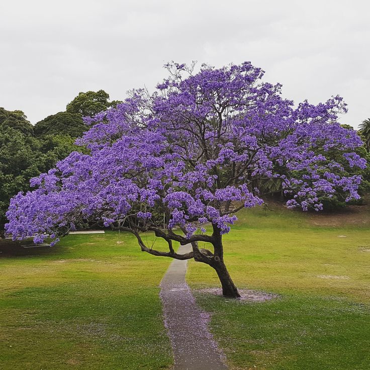 a tree with purple flowers on it in the middle of a grassy area next to a path