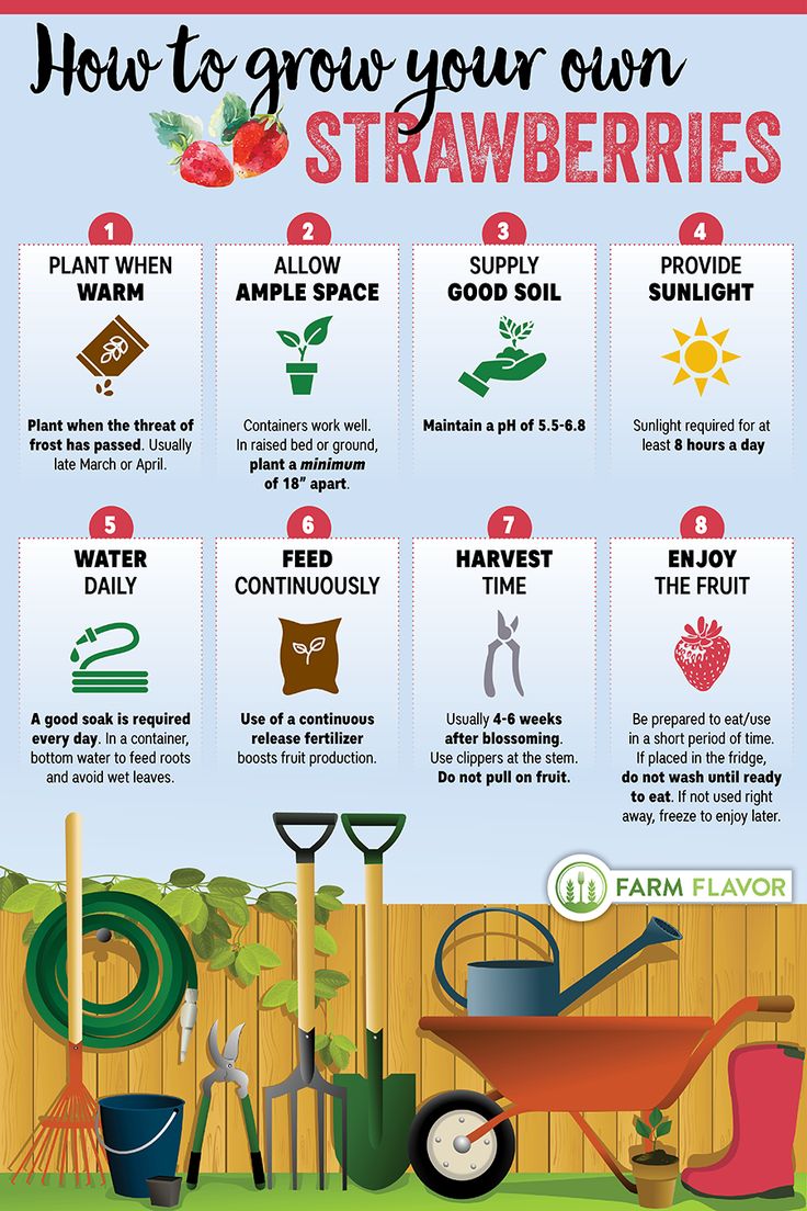 an info poster showing how to grow your own strawberries in the garden or yard