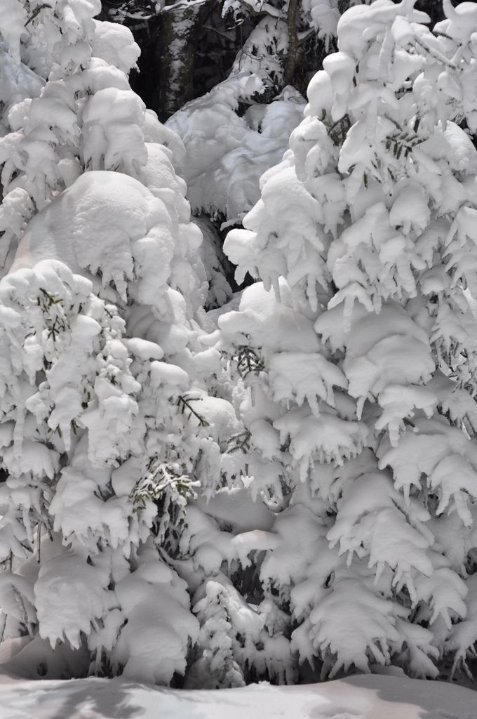 a man riding skis down the side of a snow covered slope next to trees