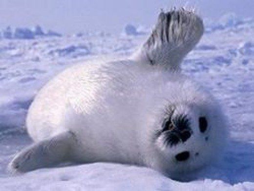 a white polar bear laying in the snow on its back and paws up to it's head