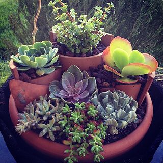 several succulents are growing in a potted planter