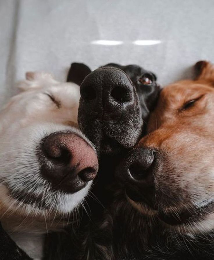 two dogs laying next to each other with their noses close together