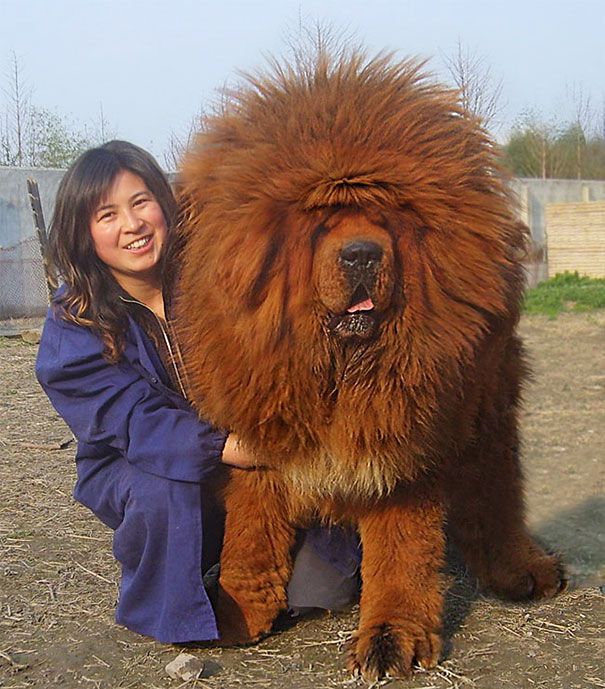 a large brown dog standing on top of a dirt field