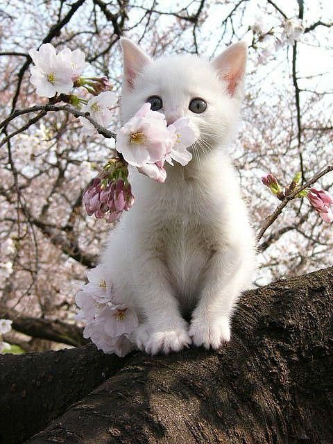 a white kitten sitting on top of a tree branch with flowers in it's mouth