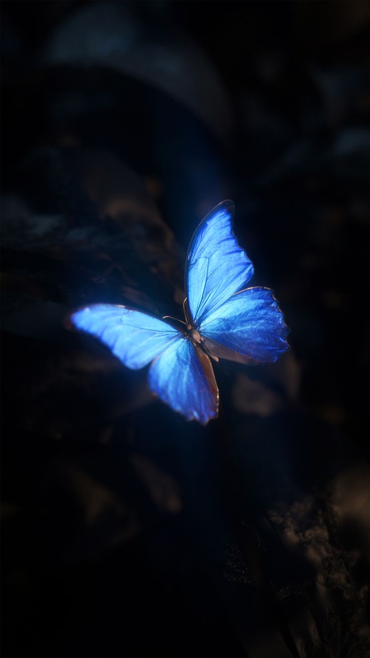 a blue butterfly flying through the air