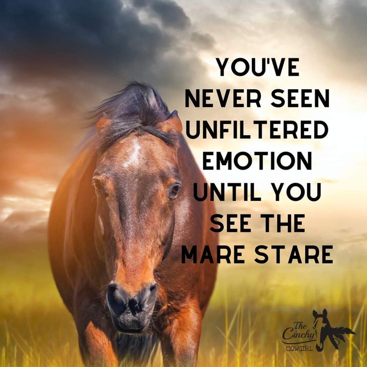 a brown horse standing on top of a grass covered field next to a quote from the book, you've never seen unfiered emotion until you see the mare stare