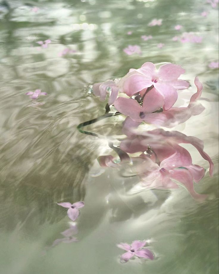 some pink flowers floating in the water