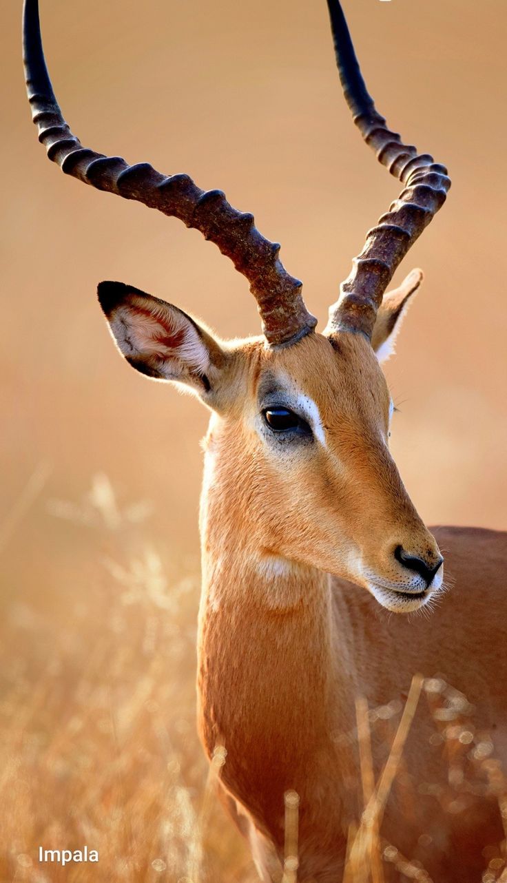 an antelope standing in the middle of a field with long horns on it's head