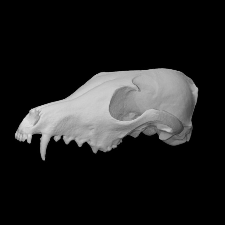 an animal's skull is shown in black and white, with the lower jaw missing