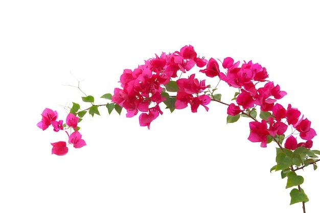 the pink flowers are blooming on the vine against the white background and blue sky