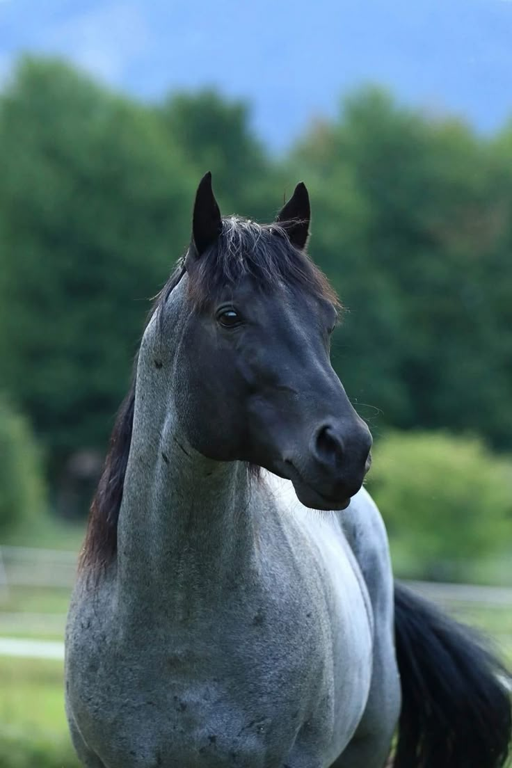 a black and white horse standing on top of a lush green field with trees in the background