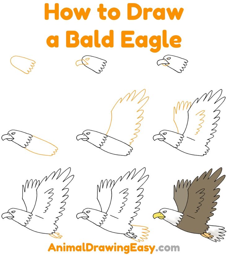 how to draw a bald eagle with an easy step - by - step drawing lesson