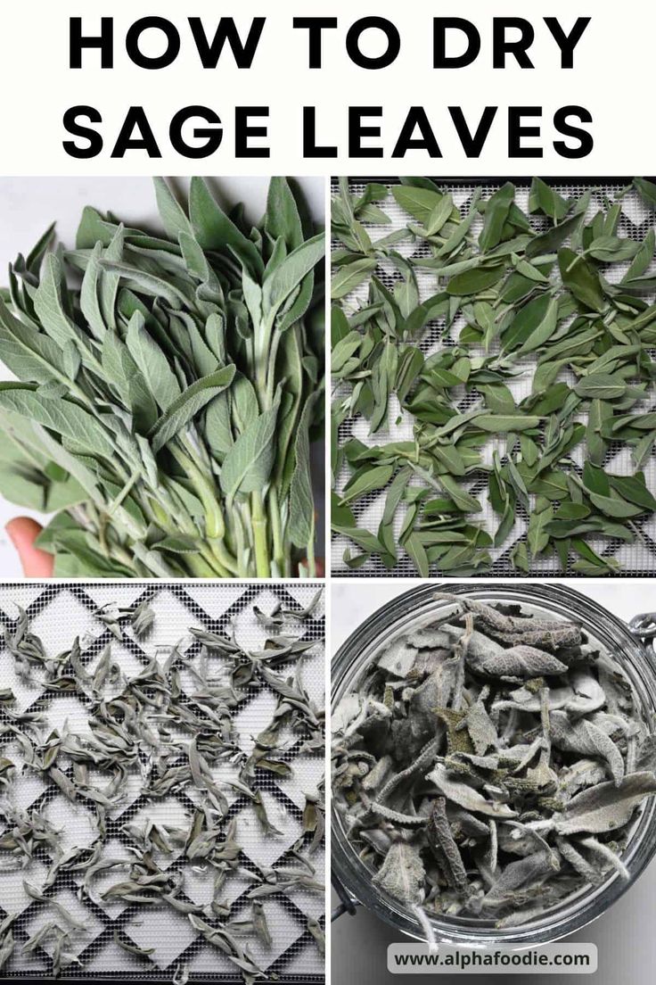 how to dry sage leaves in the kitchen