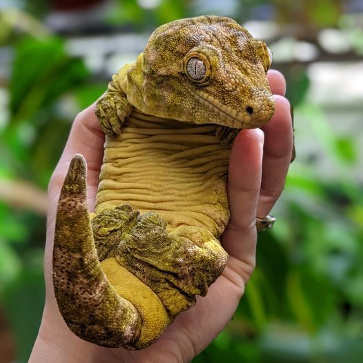 a hand holding a small yellow and brown gecko