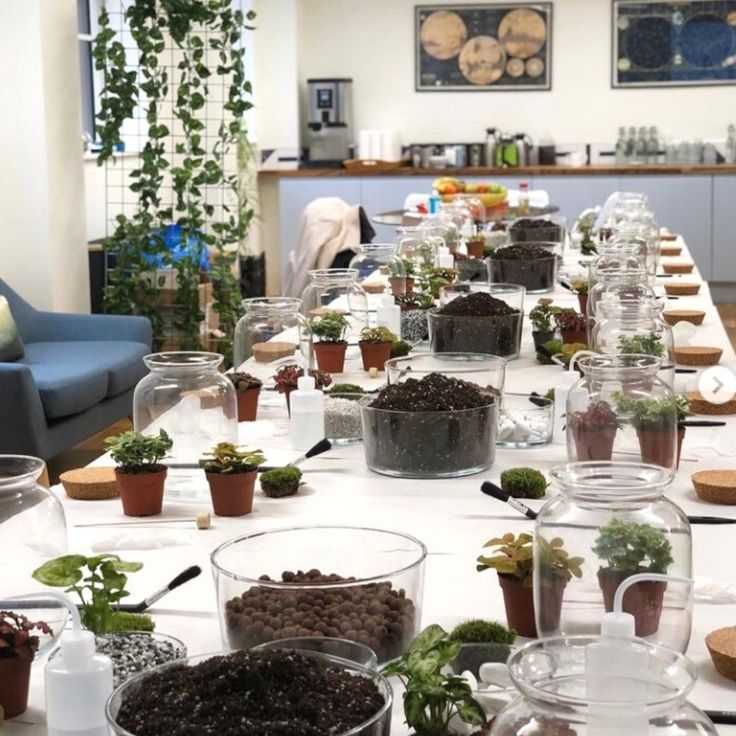 a long table with many plants in glass bowls on top of it, surrounded by chairs and couches