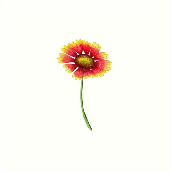 a single red and yellow flower on a white background