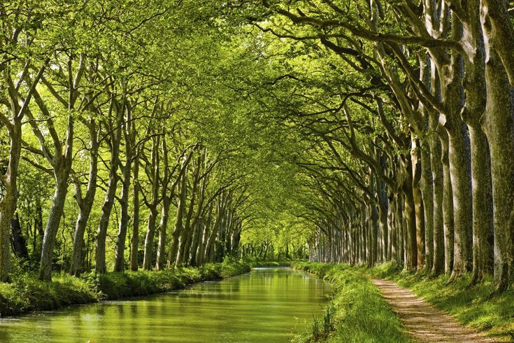 trees lining the sides of a river with water running between them