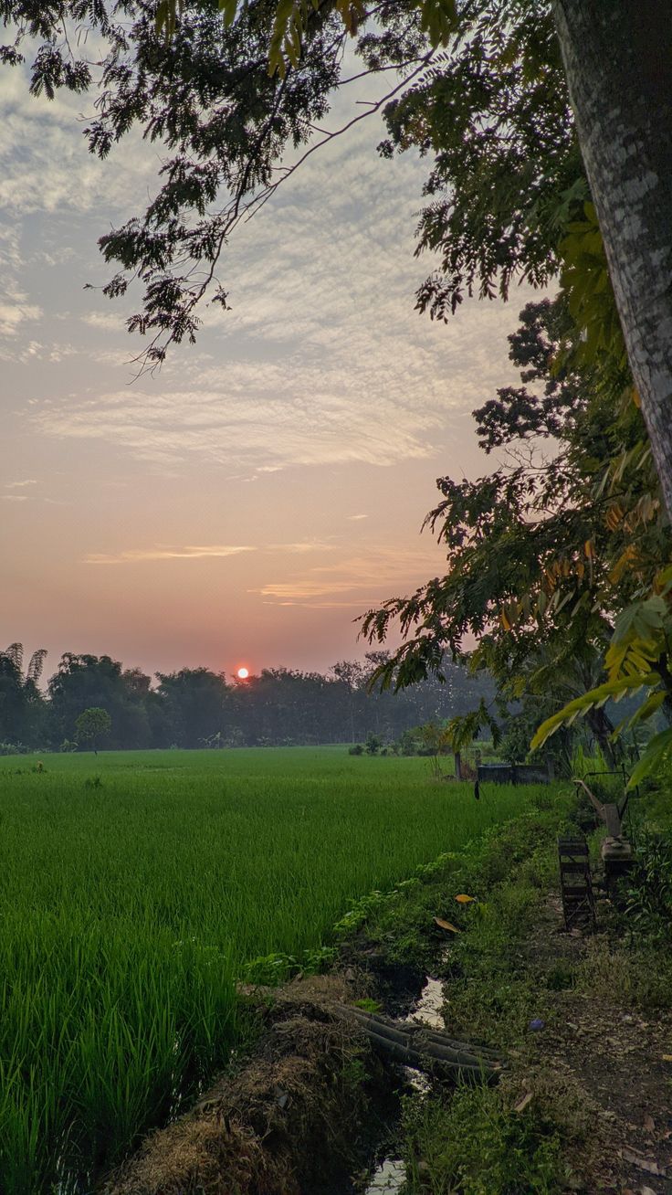 the sun is setting over a green field with water running through it and trees in the foreground