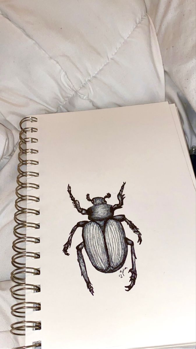 a drawing of a beetle on a white sheet