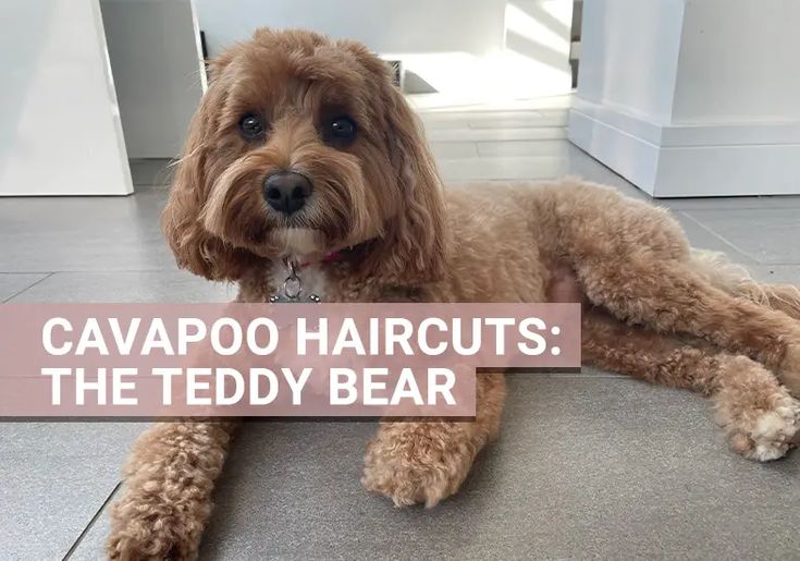 a brown dog laying on top of a floor next to a sign that says cavapoo haircuts the teddy bear