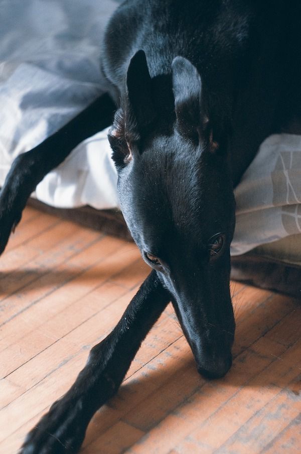 a black dog laying on top of a wooden floor next to a white sheet and pillow