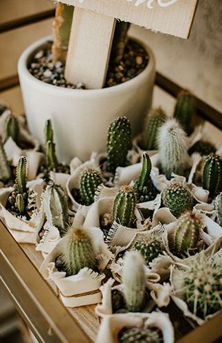 there is a small potted cactus in front of a sign that says succulents