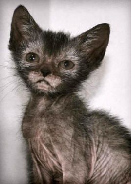 a small gray kitten sitting on top of a white floor next to a wall and looking at the camera