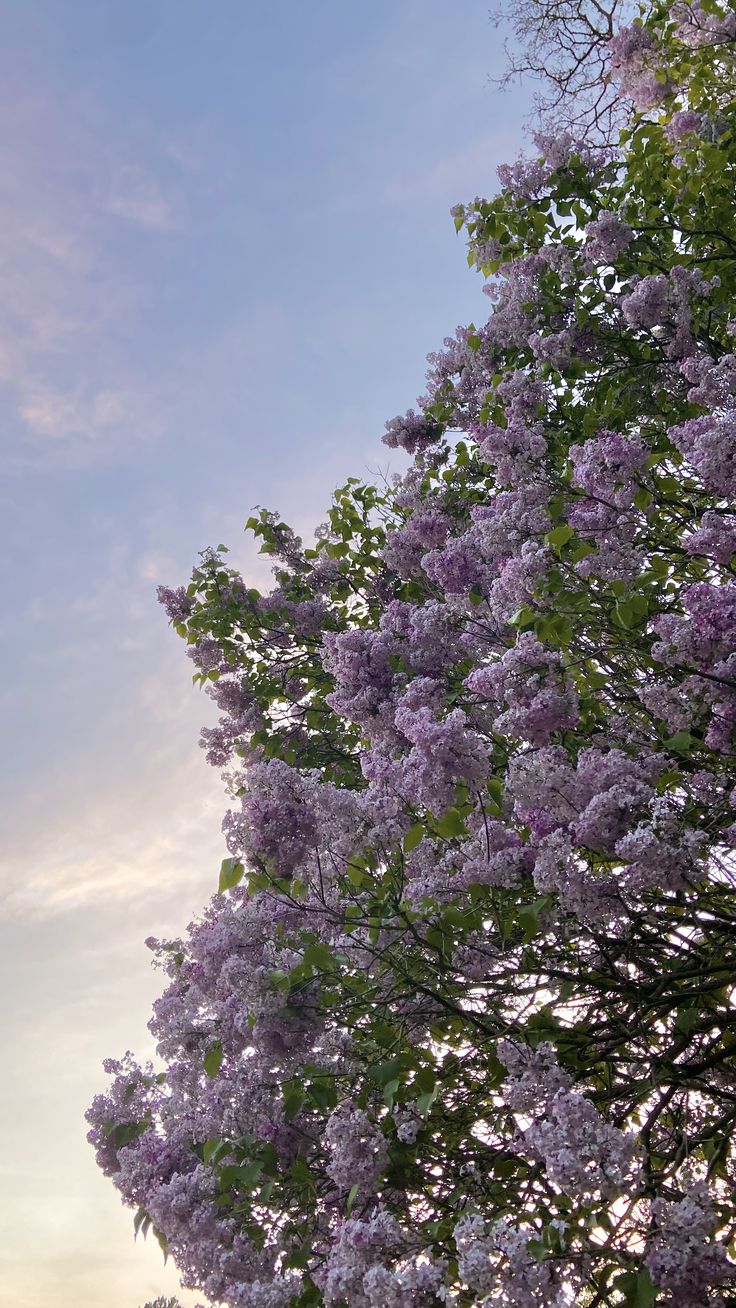 purple flowers are blooming on the tree in front of a blue sky with white clouds